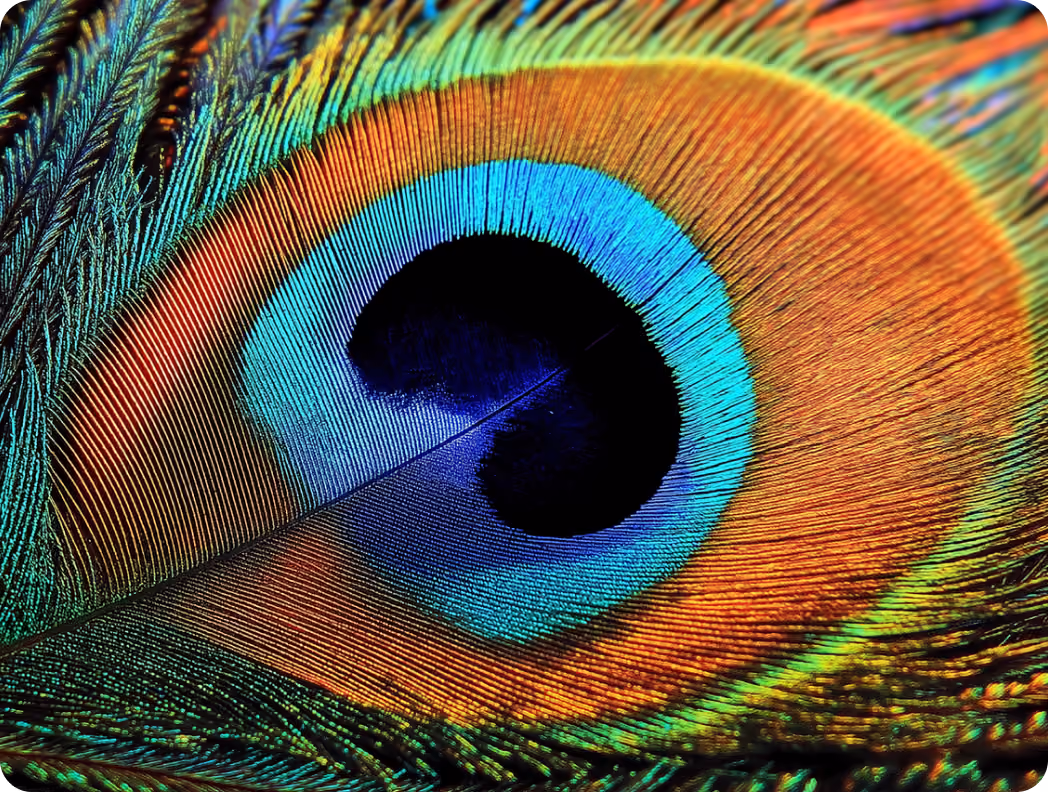 Close-up of a peacock feather showing vibrant blue, green, and orange colors with fine detail.