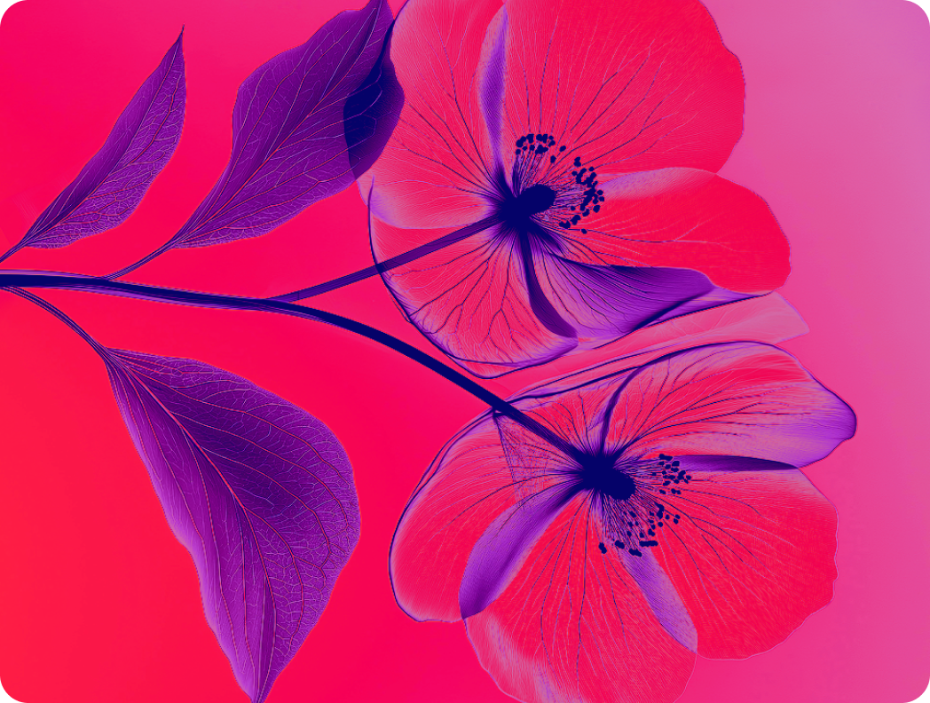 Artistic close-up of two flowers with purple leaves on a vibrant pink background.