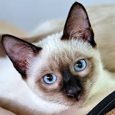 [headshot] image of customer with their pet (for a pet store)