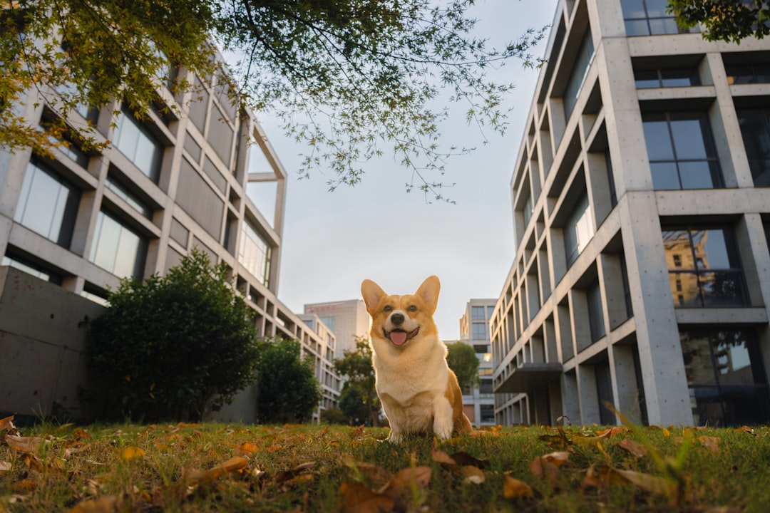 dog friendly apartments near me