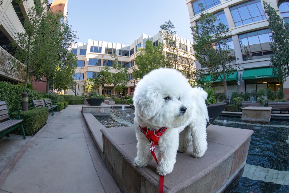 las vegas pet friendly