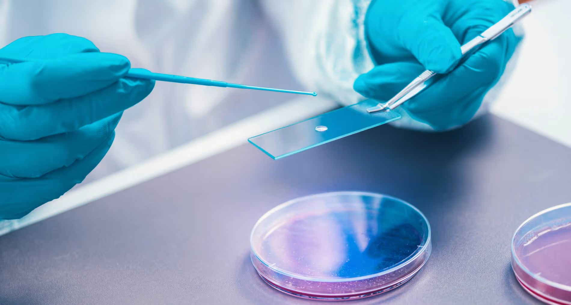 Behandschuhte Hände tropfen mit Pipette eine Probe auf einen Objektträger über Petrischalen im Labor.