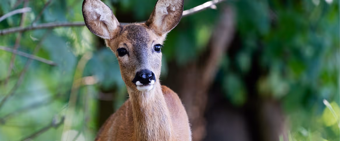 Nahaufnahme eines jungen Rehs zwischen grünen Blättern und Ästen im Wald