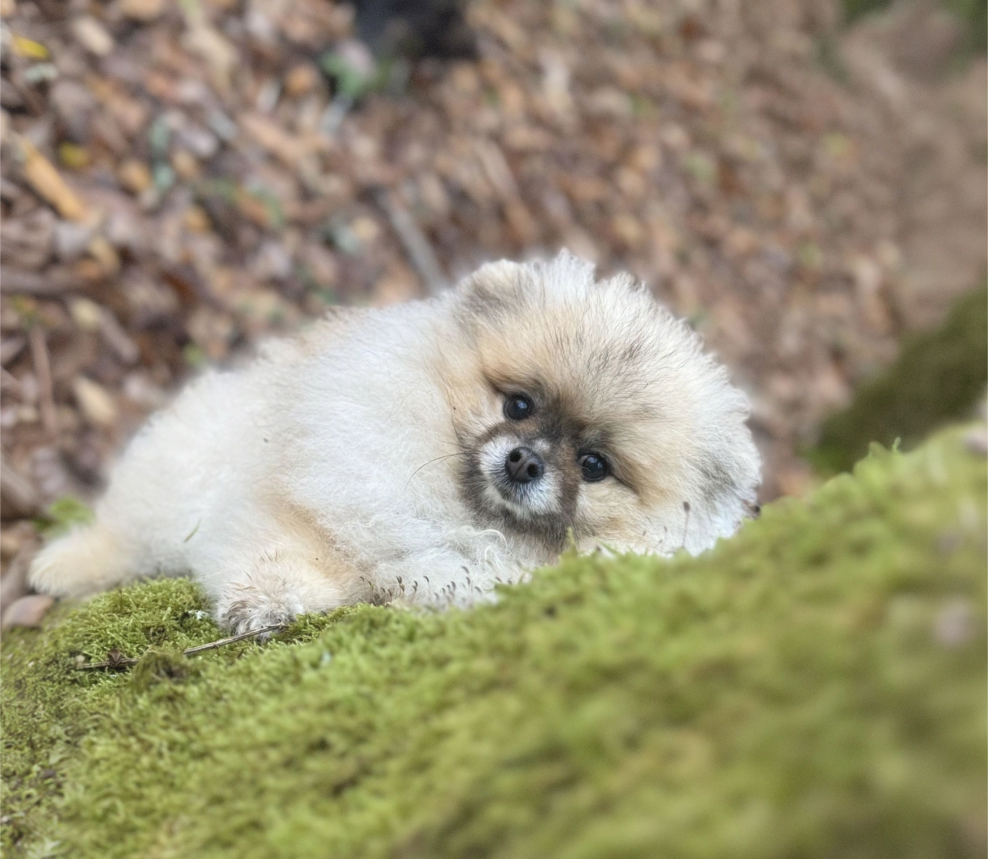 Photo d'un chien