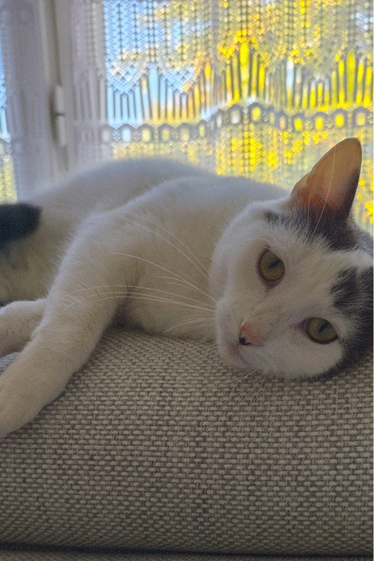 Photo d'un chat allongé sur un canapé