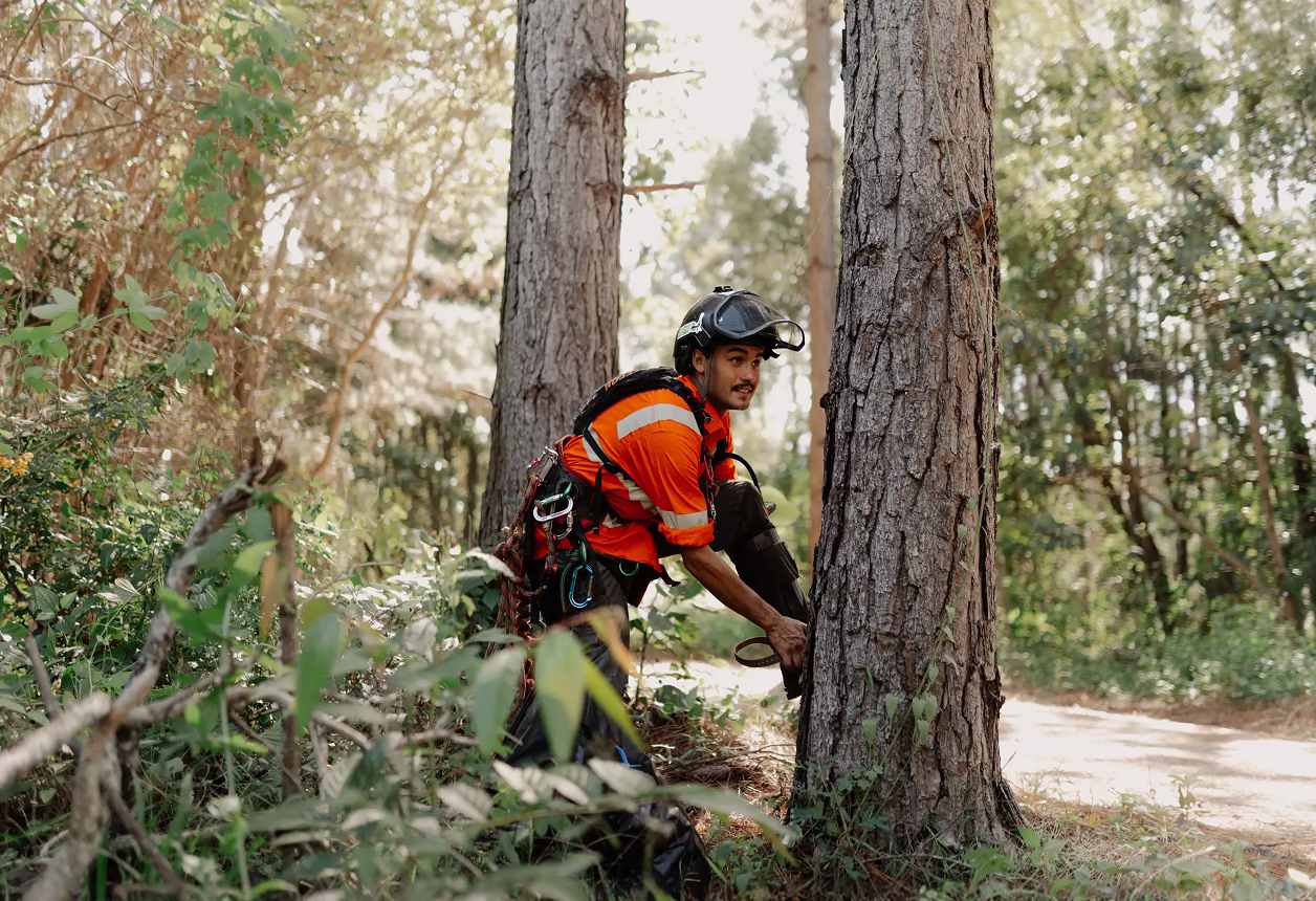 Forester in orange safety gear and helmet using a chainsaw to cut a tree trunk in a forest.