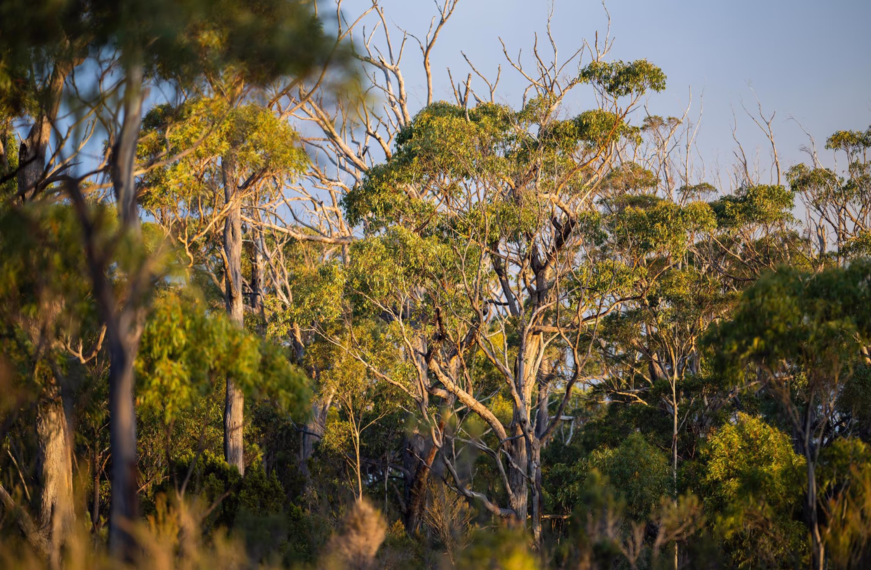 Sunlit eucalyptus forest with green foliage and tall trees against a clear sky.