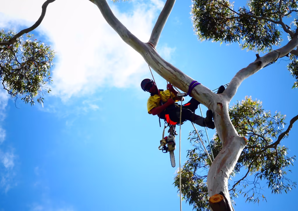 Two men in reflective vests planting a young tree in a forested area.