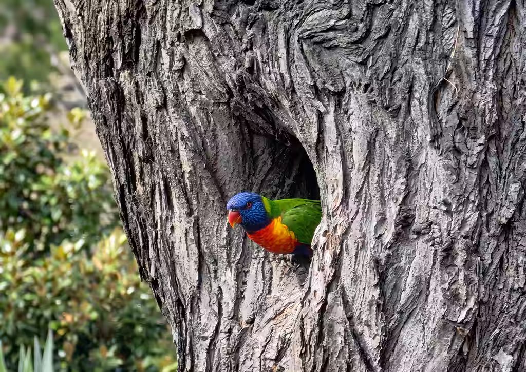 Two men in reflective vests planting a young tree in a forested area.