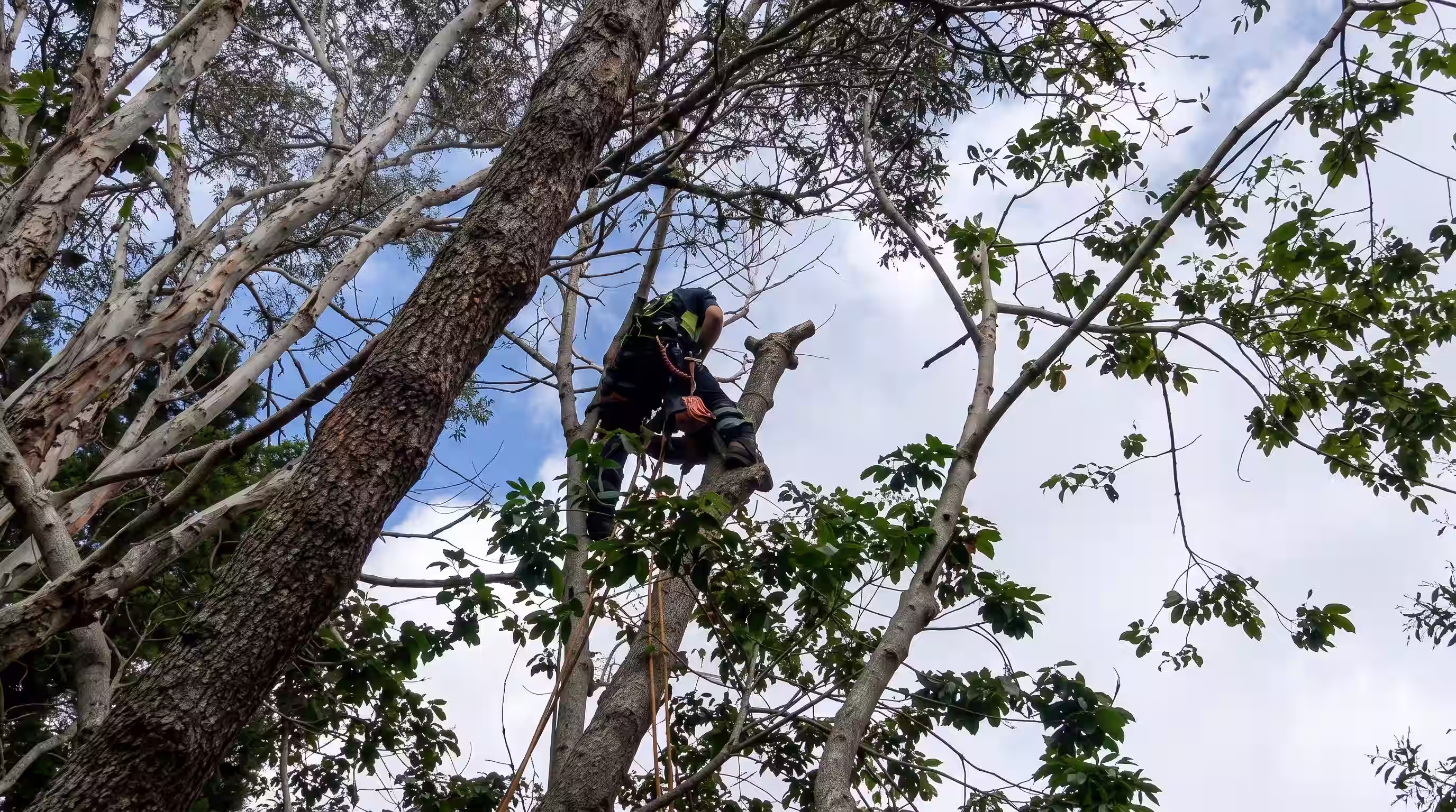 Tree removal crew working on a coastal property in Forster — MidCoast Tree Solutions