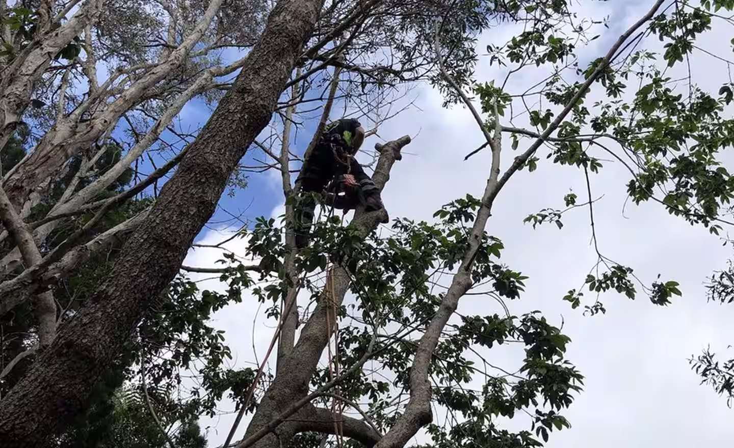 Tree removal crew working on a coastal property in Forster — MidCoast Tree Solutions