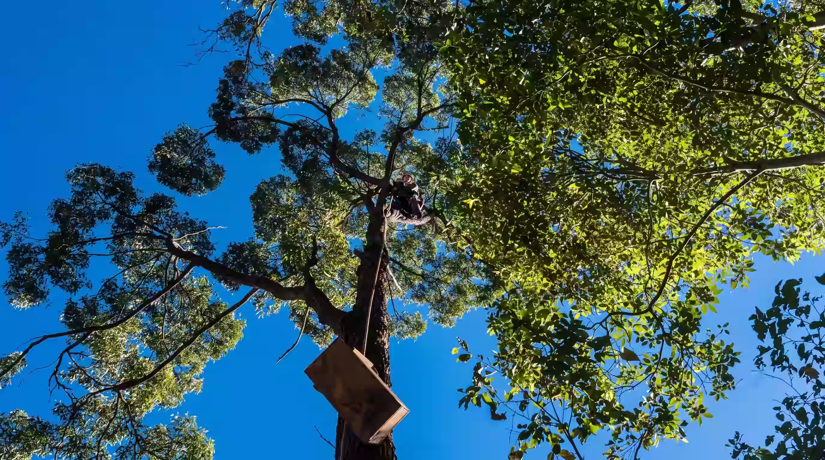 Arborist working near koala habitat trees at Hawks Nest — MidCoast Tree Solutions