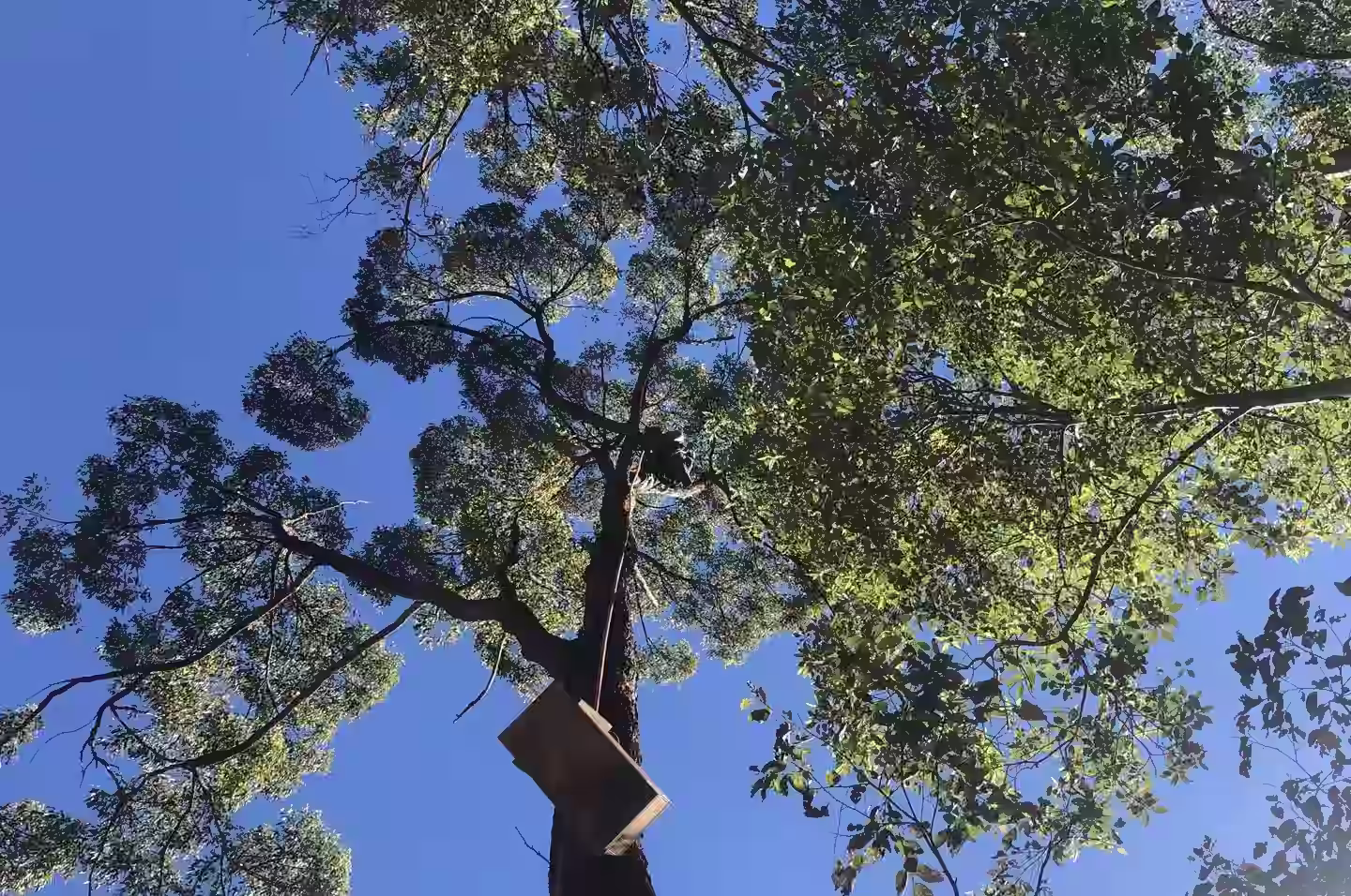 Arborist working near koala habitat trees at Hawks Nest — MidCoast Tree Solutions