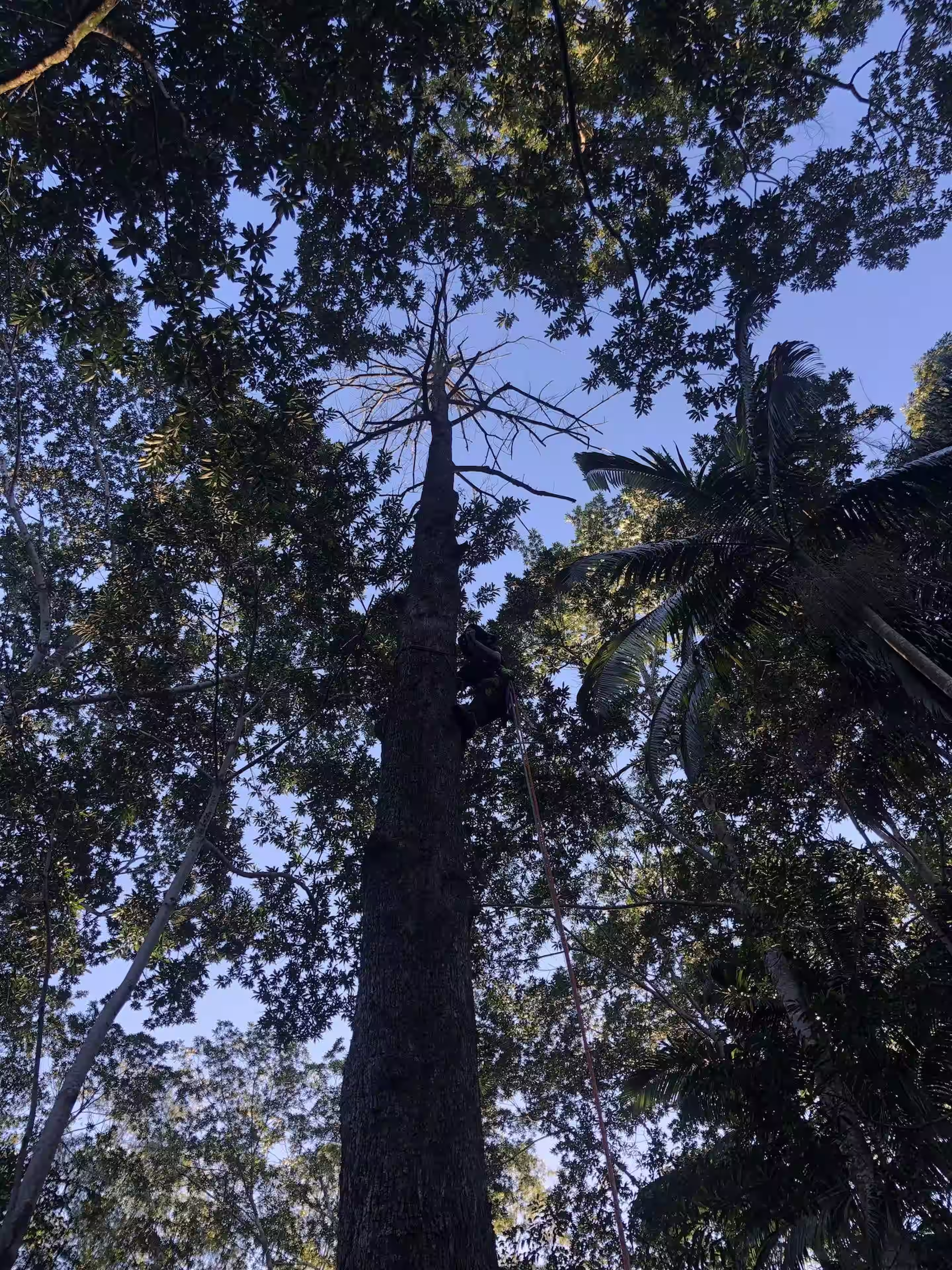 Tree removal on a coastal block at Hallidays Point — MidCoast Tree Solutions