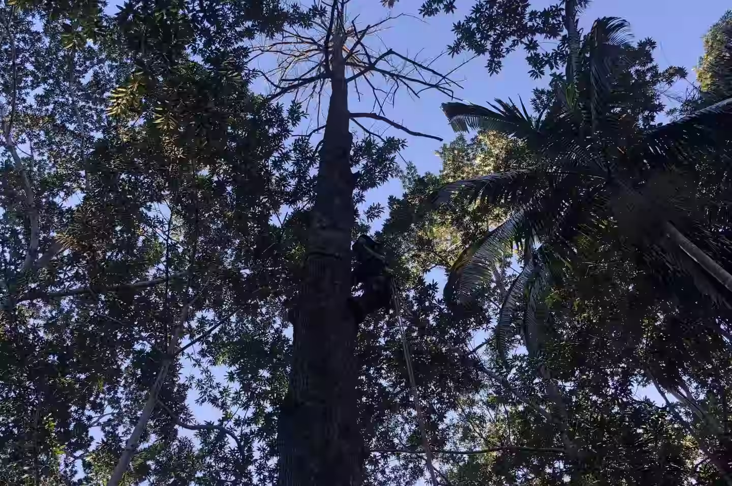 Tree removal on a coastal block at Hallidays Point — MidCoast Tree Solutions