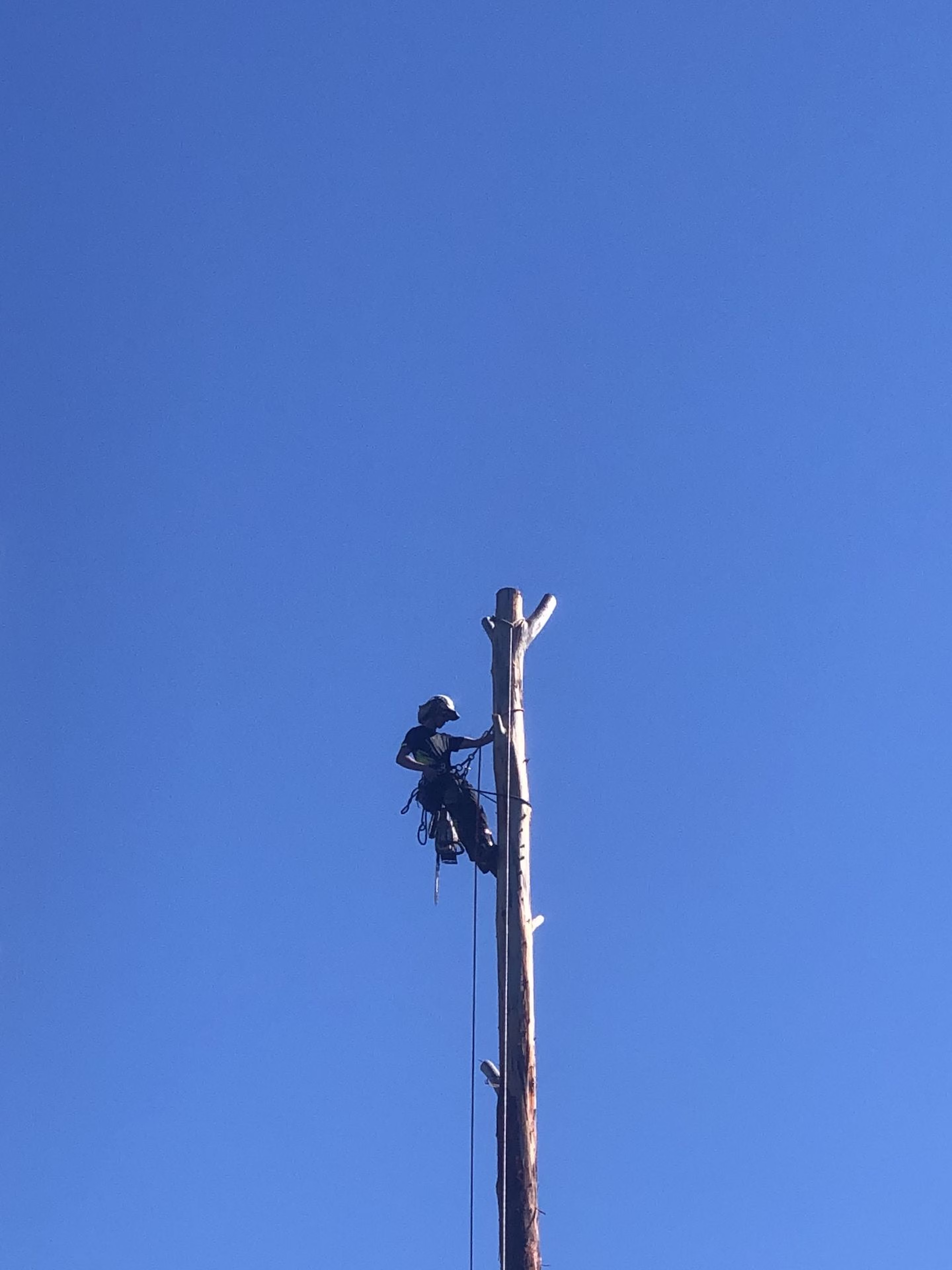 Tree removal on a bushland block at Pacific Palms — MidCoast Tree Solutions