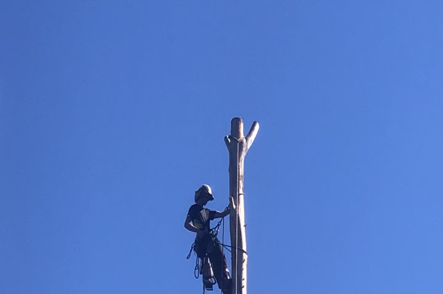 Tree removal on a bushland block at Pacific Palms — MidCoast Tree Solutions