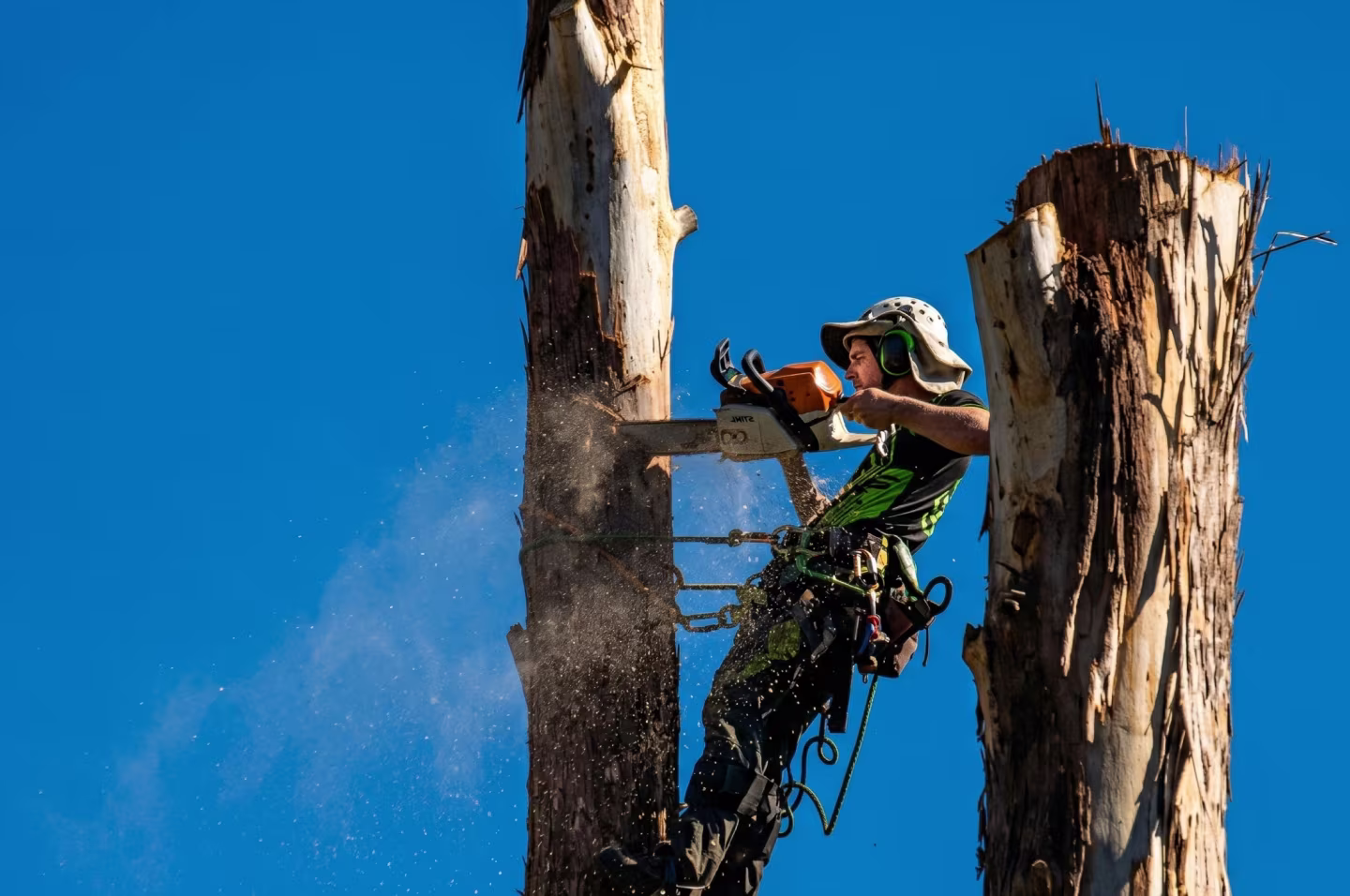 Tree crew performing a removal on a coastal lot in Tuncurry — MidCoast Tree Solutions