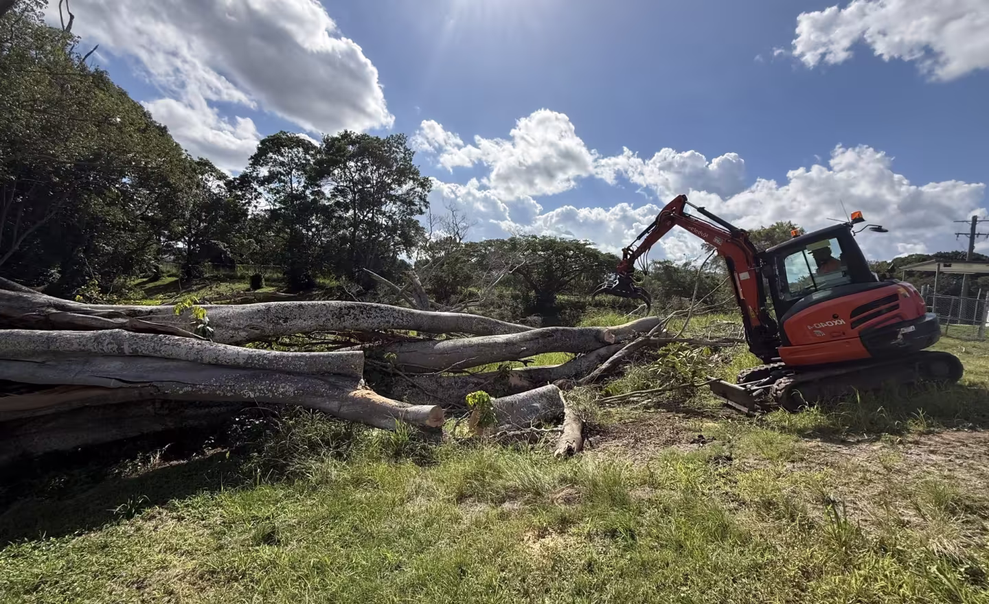 Arborist removing a large tree in suburban Taree — MidCoast Tree Solutions