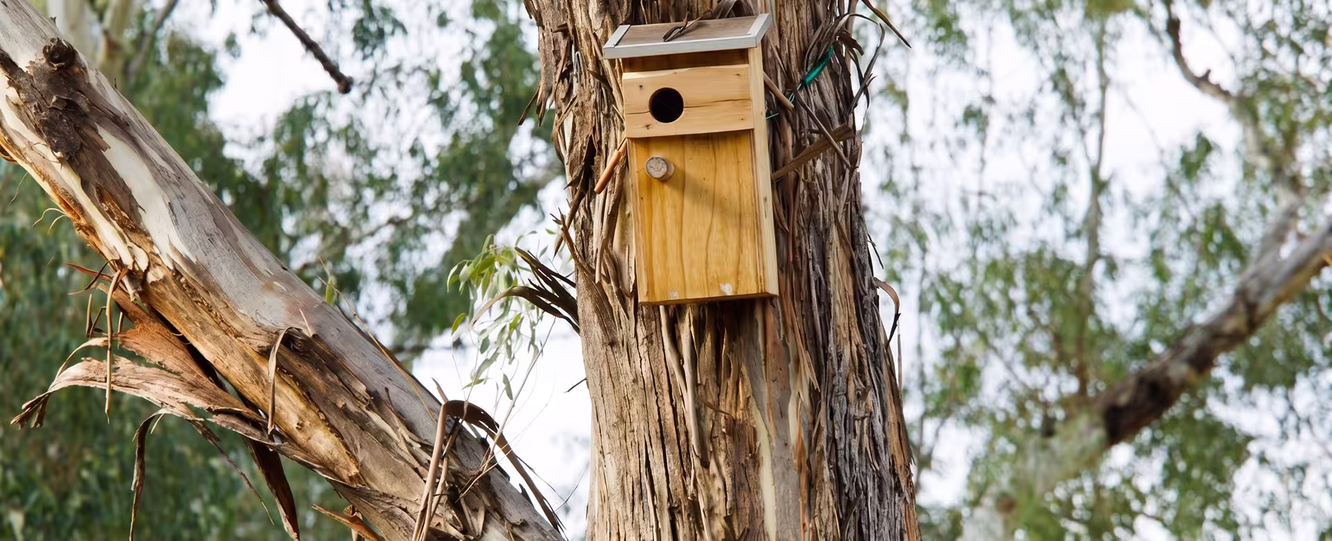 Bushland surrounding residential properties at Hawks Nest NSW