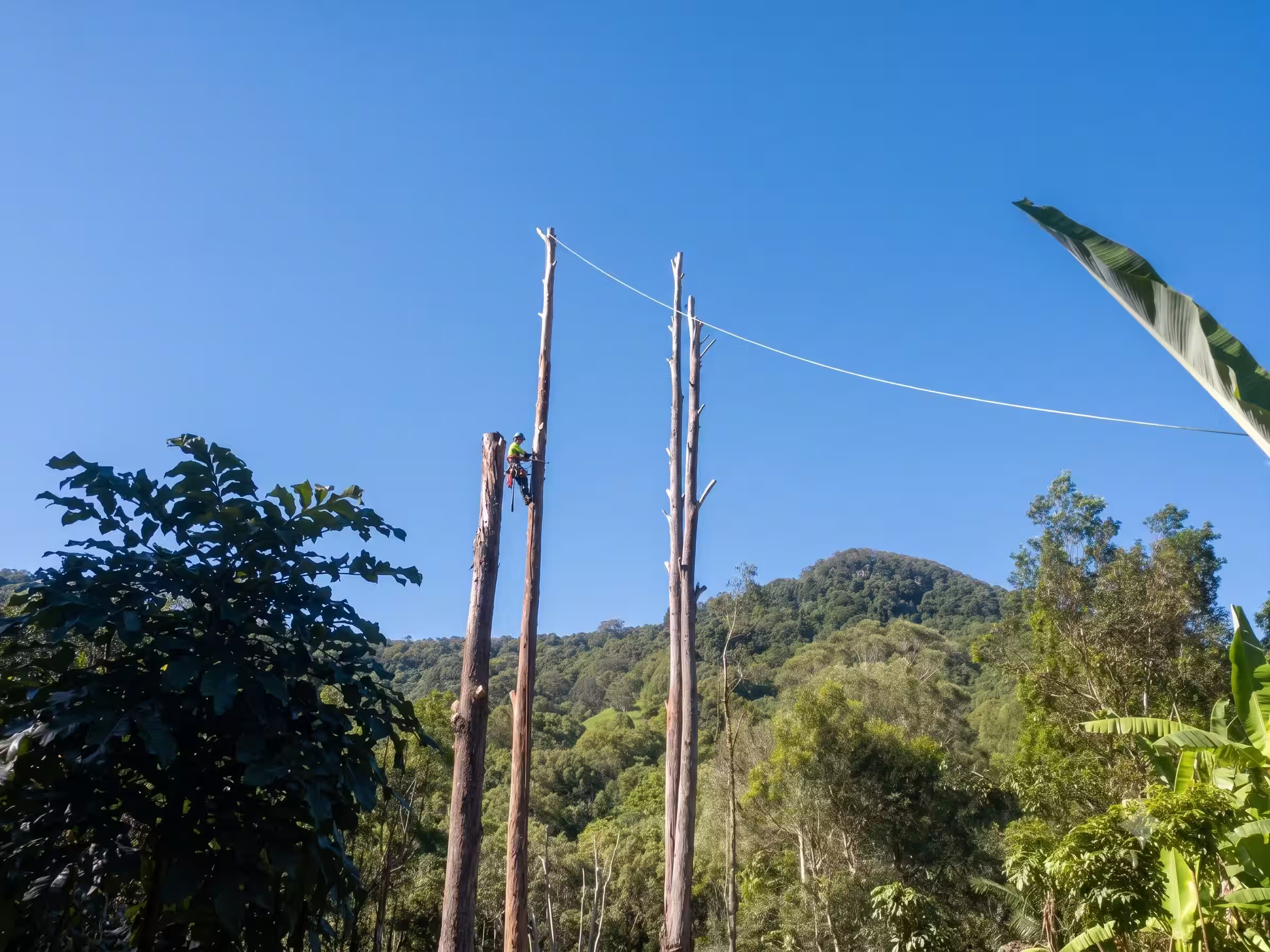 Native bushland surrounding homes at Diamond Beach near Hallidays Point