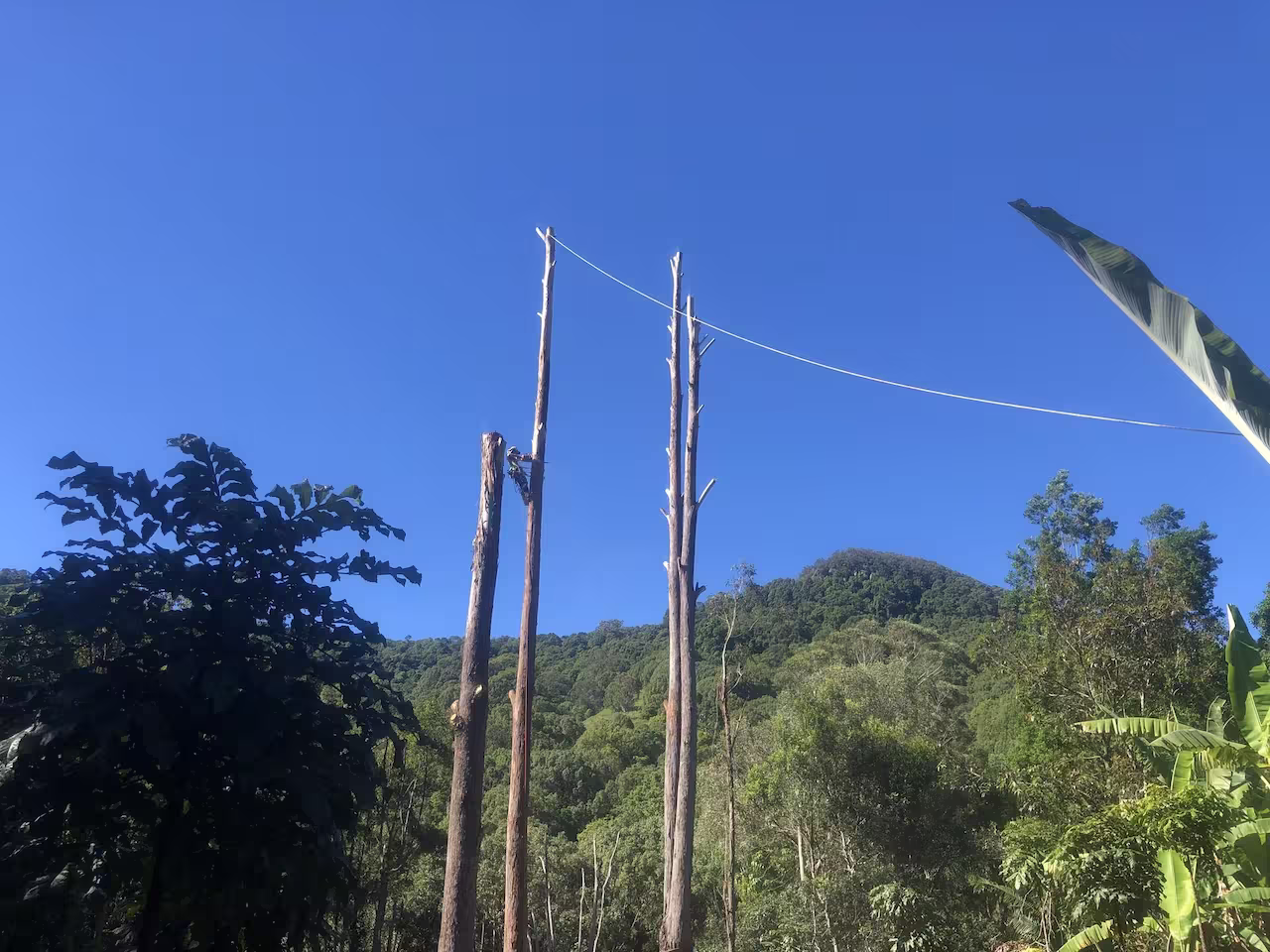 Native bushland surrounding homes at Diamond Beach near Hallidays Point