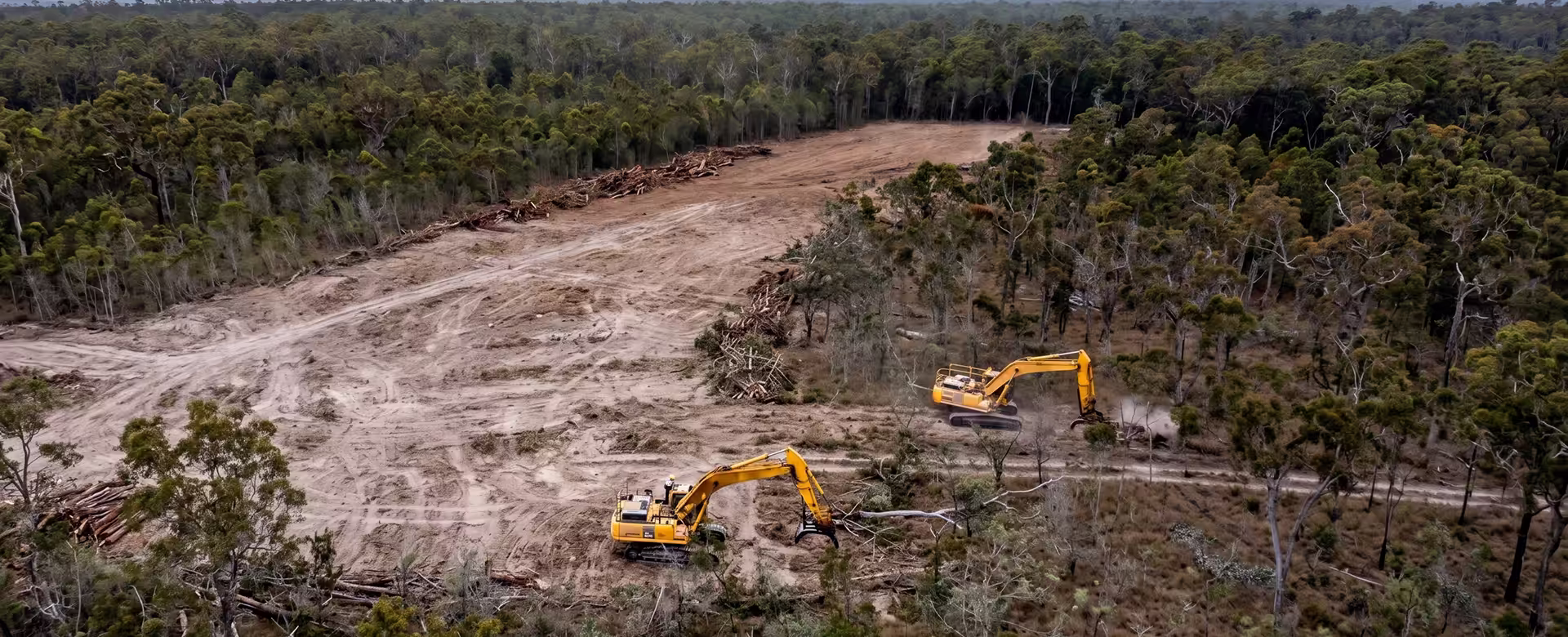 Dense native forest in the Barrington region behind Gloucester NSW