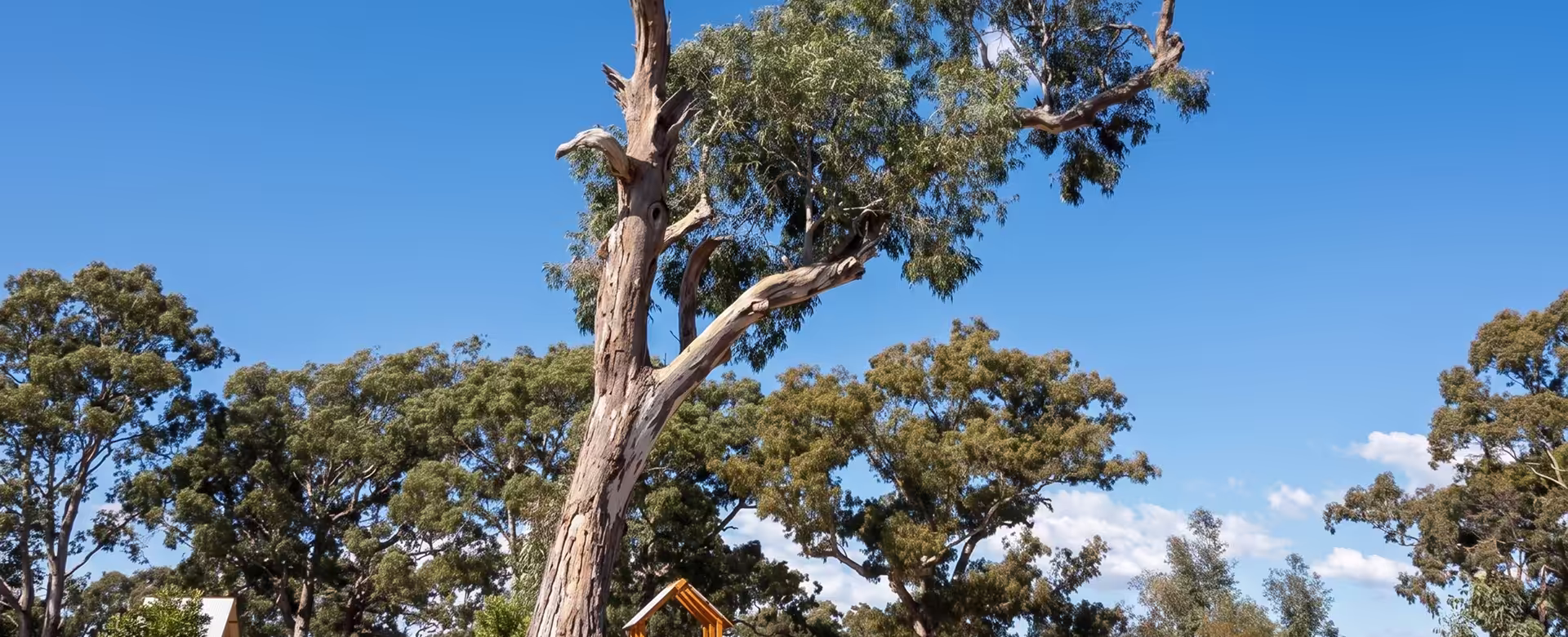 Dense coastal bushland surrounding homes at Blueys Beach near Pacific Palms