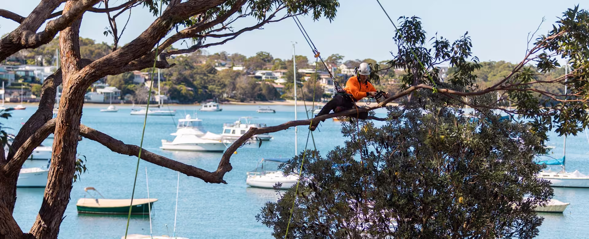 Large eucalyptus tree canopy near waterfront homes in Forster NSW