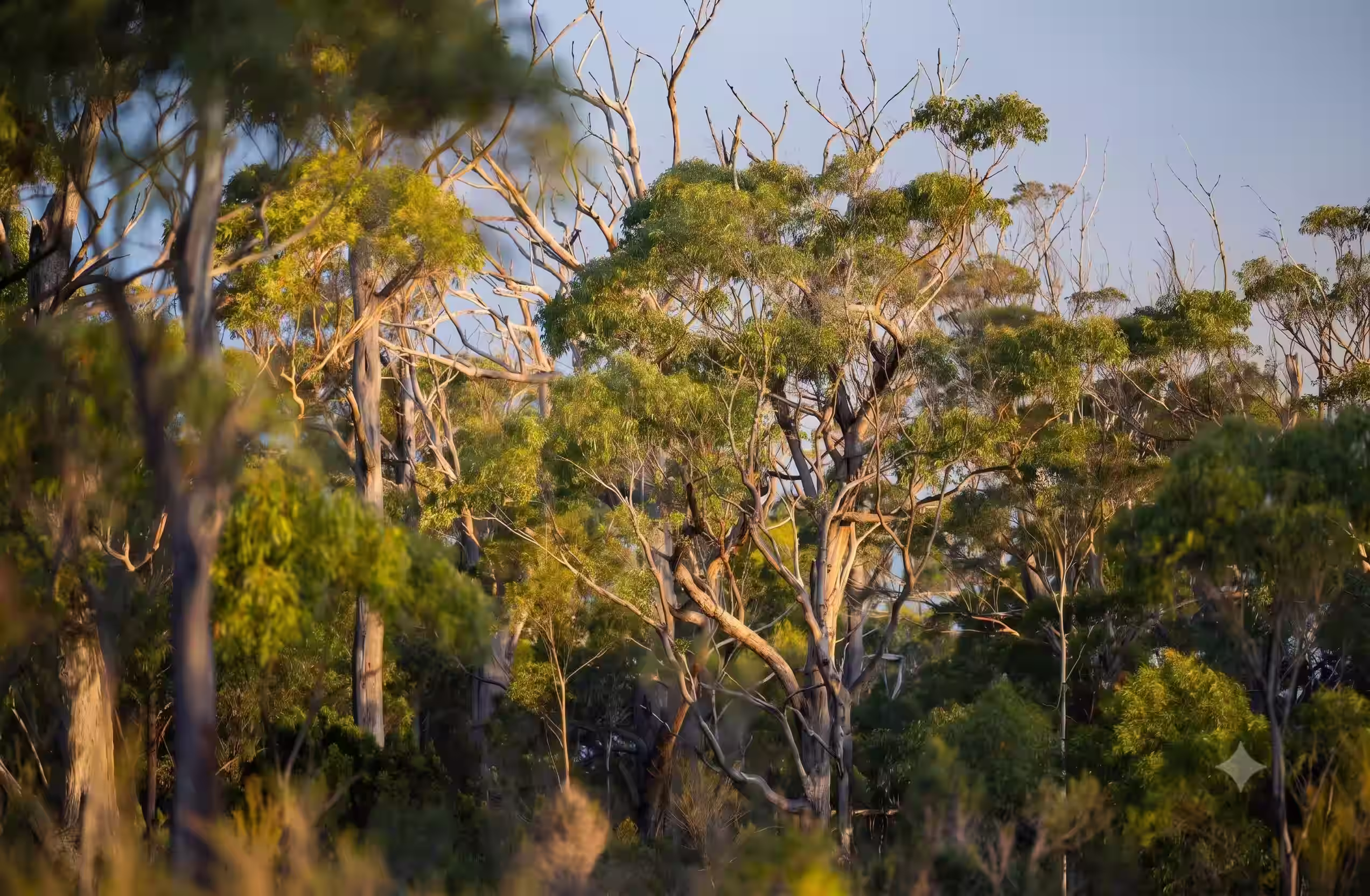 Sunlit eucalyptus forest with green foliage and tall trees against a clear sky.