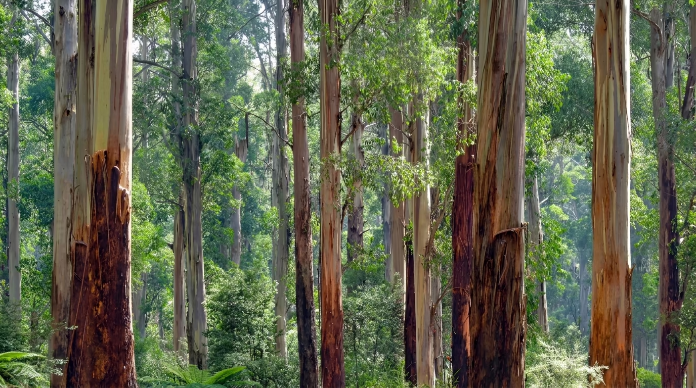 Dense forest of tall eucalyptus trees with smooth, peeling bark and leafy green canopy.