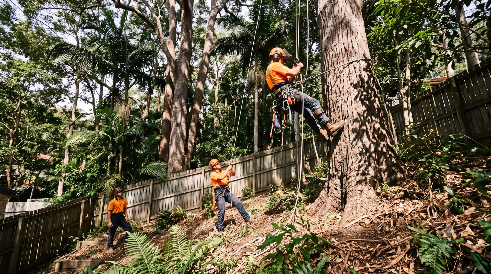 Three workers in orange helmets and shirts trimming or climbing a large tree with ropes in a wooded area.