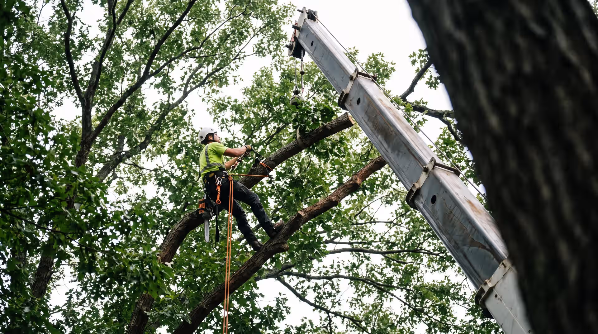Man in safety gear climbing a tree branch using ropes next to a crane arm in a green forest.