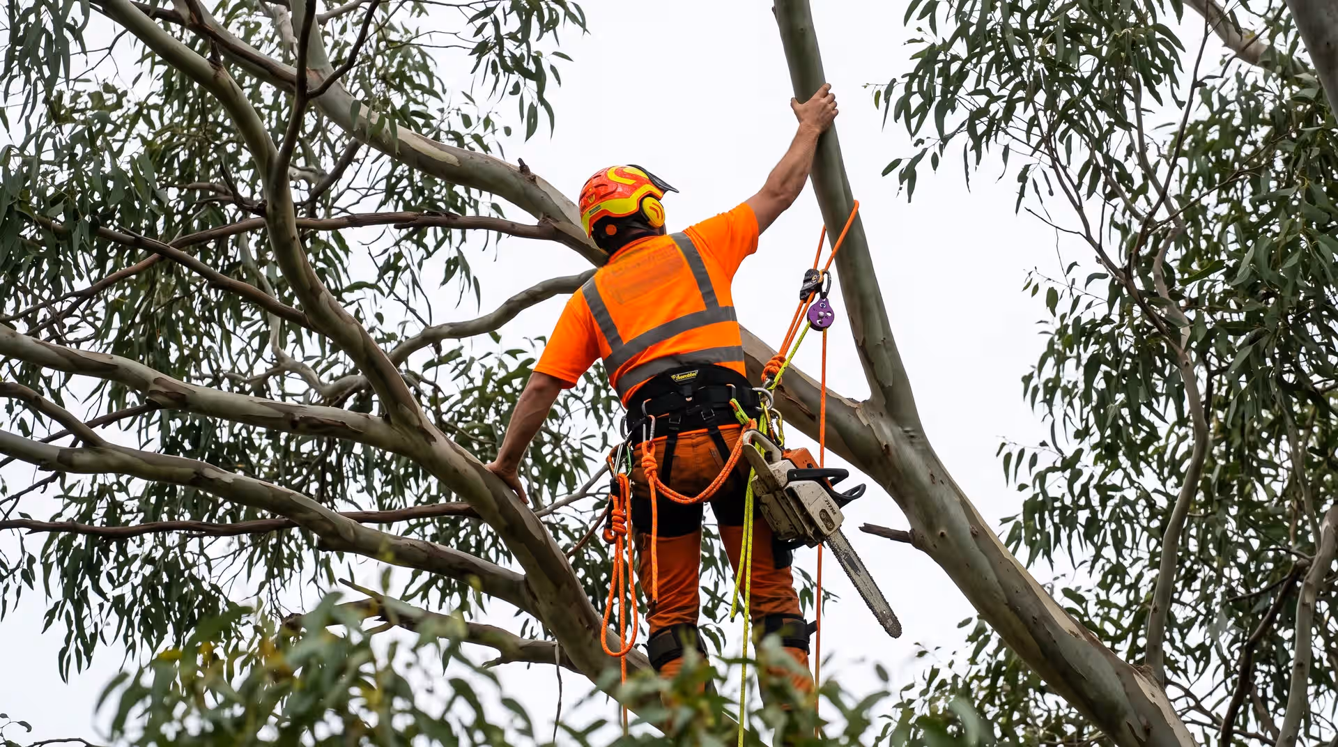 Arborist wearing safety gear climbs a tree holding branches with a chainsaw attached to their harness.