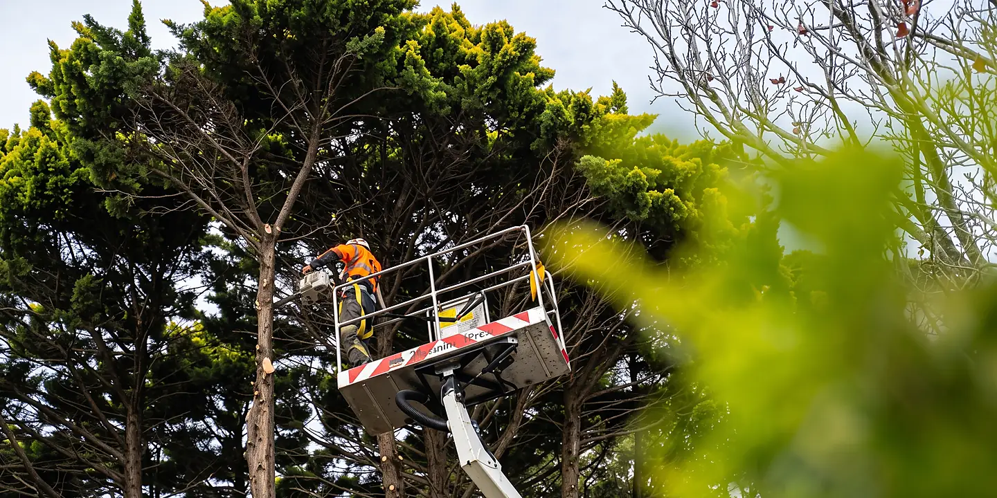 Arborist wearing safety gear climbs a tree holding branches with a chainsaw attached to their harness.