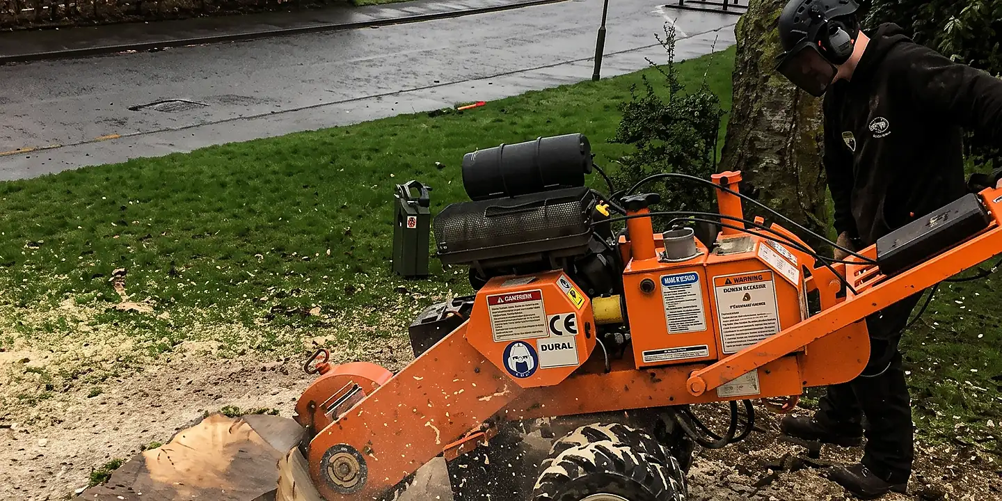 Arborist wearing safety gear climbs a tree holding branches with a chainsaw attached to their harness.