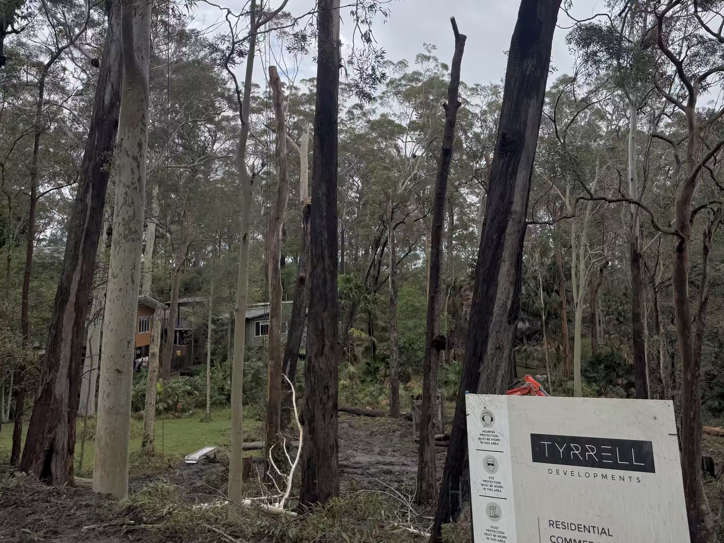 Arborist climbing a tall gum on a Tyrrell Developments building site, with the developer's sign in the foreground.