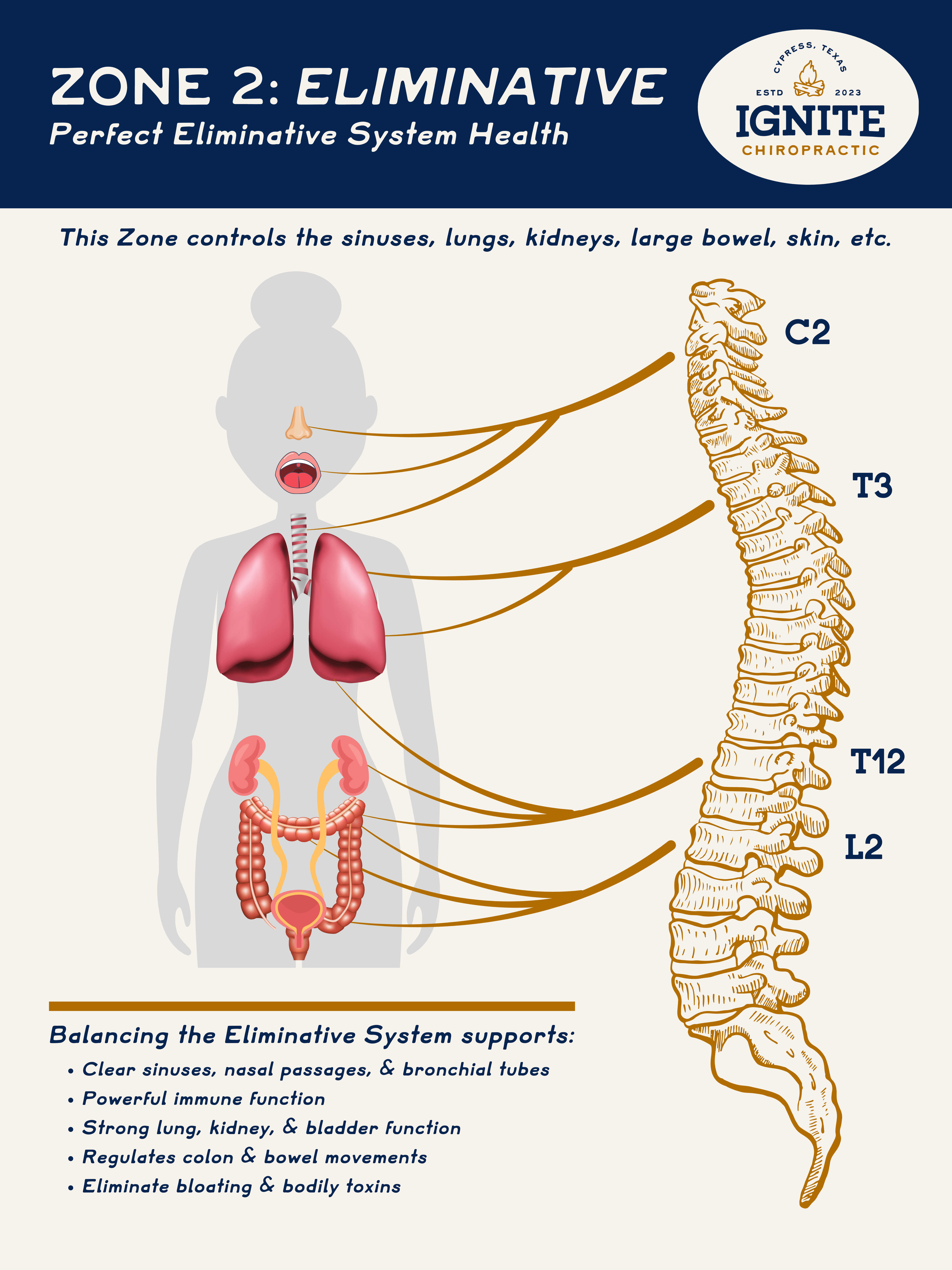 Zone 2 Eliminative System educational graphic for chiropractic detoxification wellness