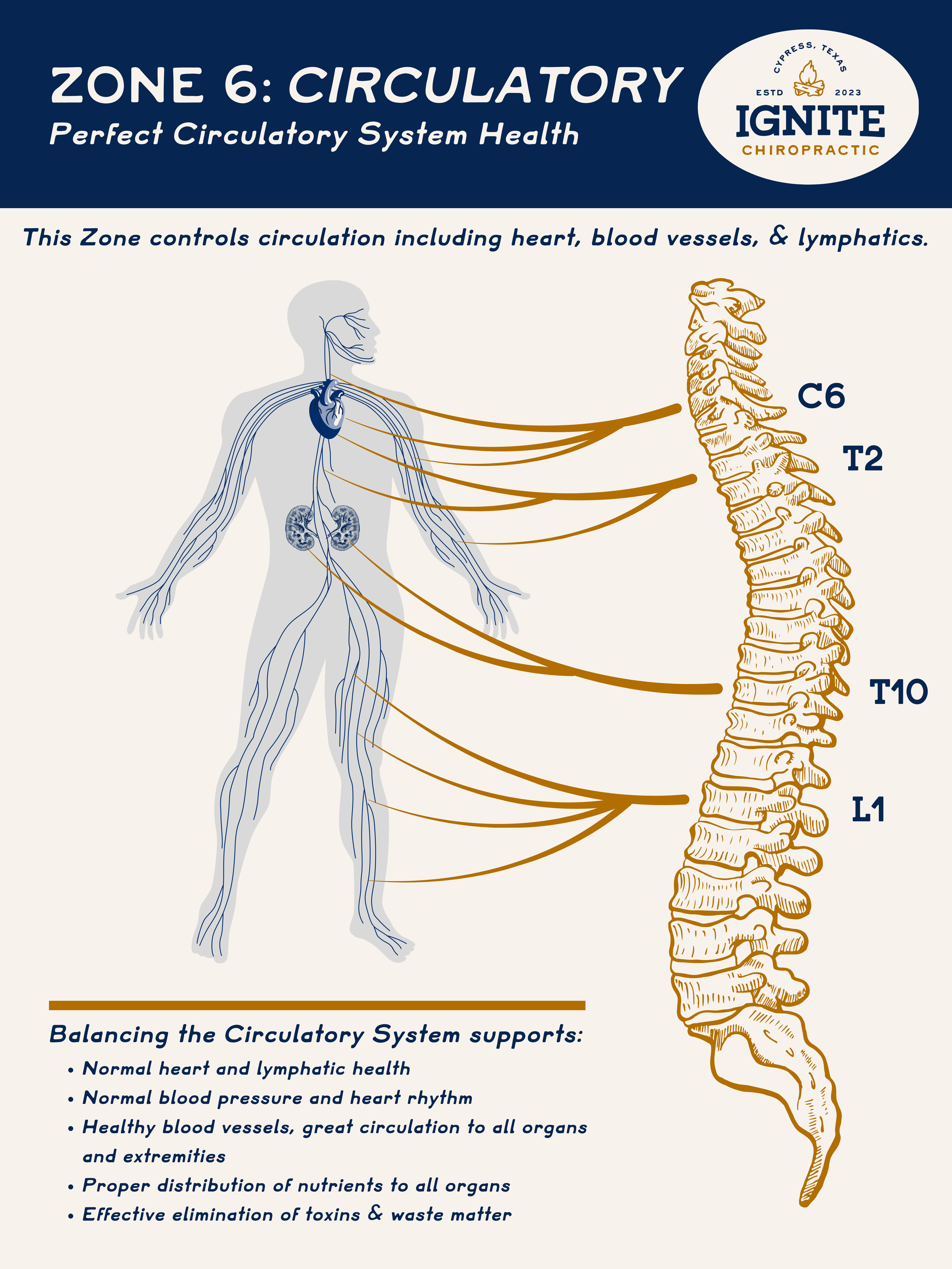 Zone 6 Circulatory System educational diagram for chiropractic wellness education