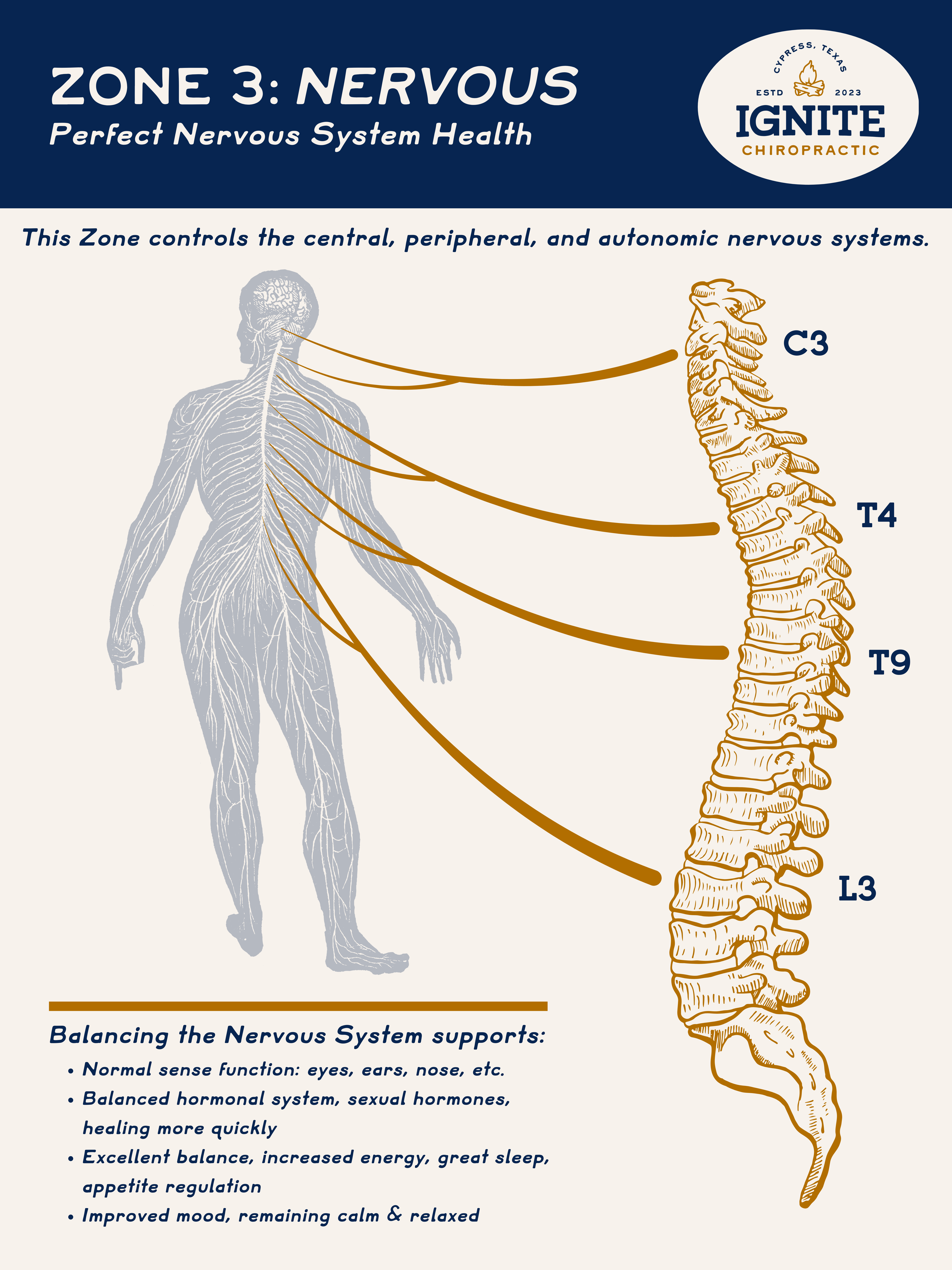 Zone 3 Nervous System educational graphic for nervous system chiropractic care