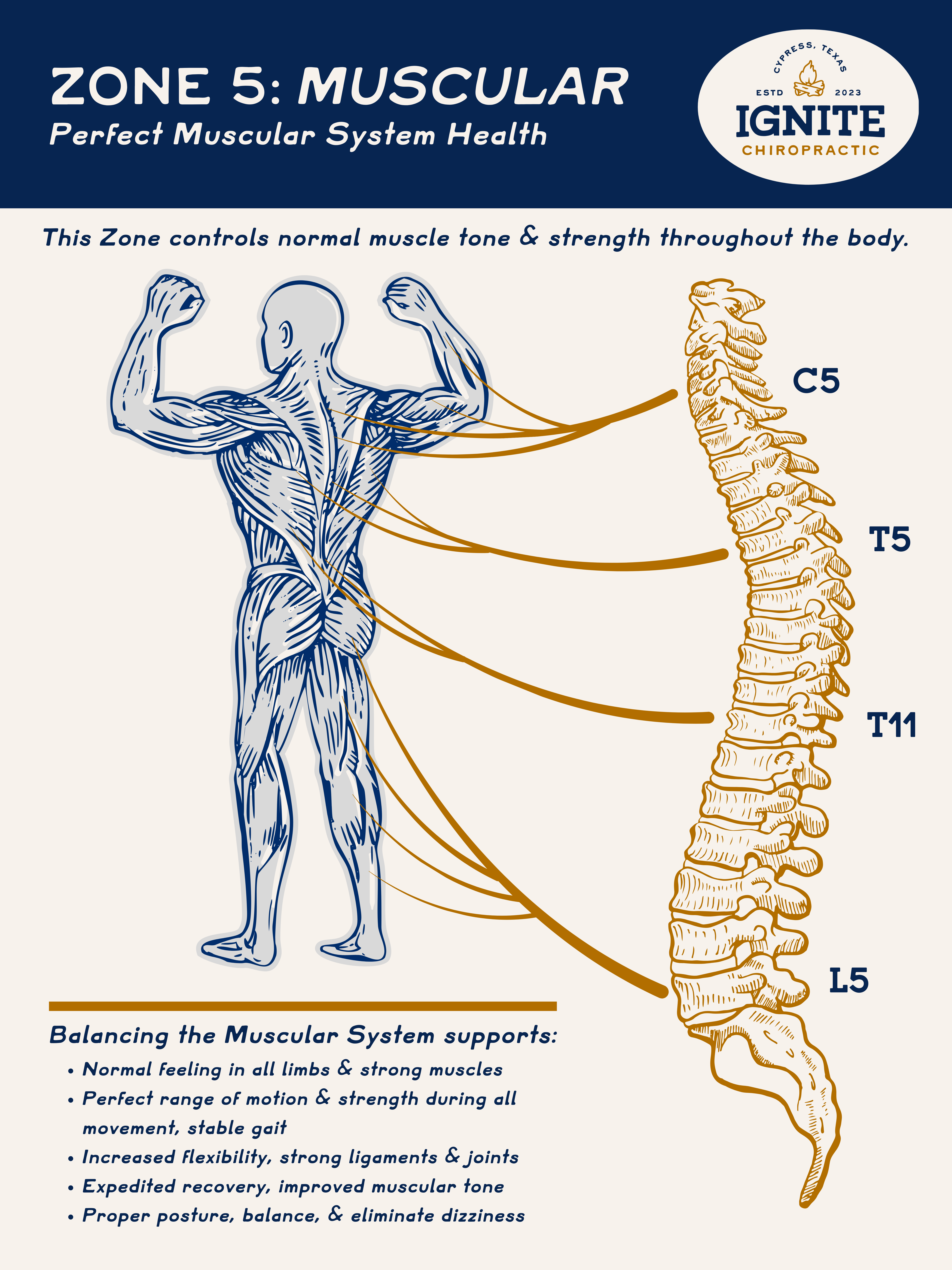 Zone 5 Muscular System educational diagram for chiropractic Zone Technique