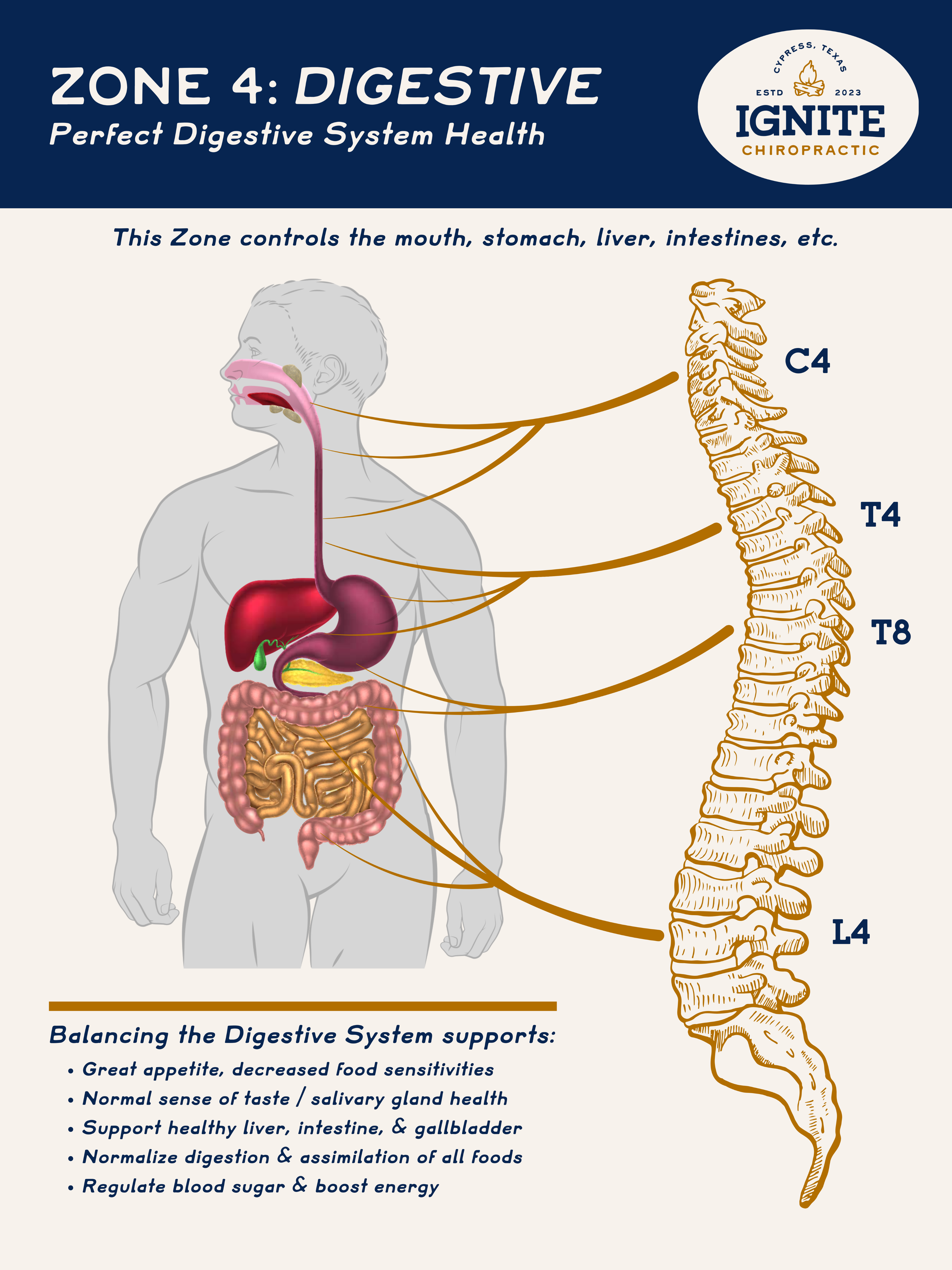 Zone 4 Digestive System educational graphic for chiropractic nervous system care