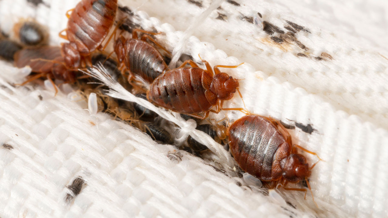 Bed Bug Control