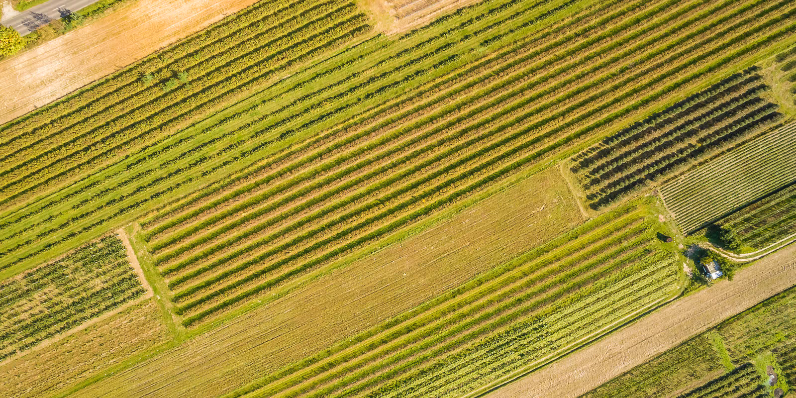 Decoding Crop Signals: A Look at the Yield Forecasting Landscape