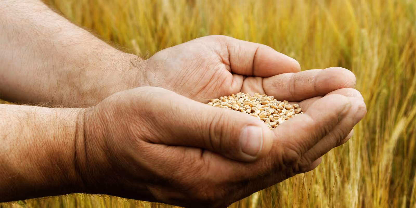 SatYield’s Vision: Crop Mapping and Yield Estimation for Food Security