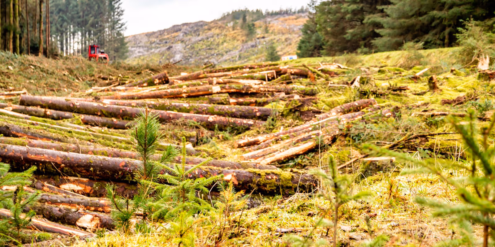The Impact of the EU Deforestation Regulation on the Agriculture Industry