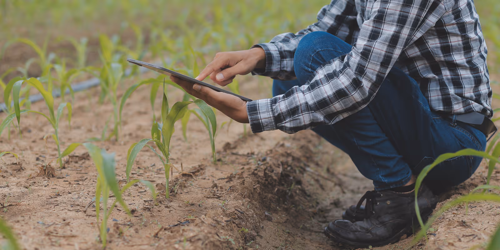 Yield Estimation Gaps: How SatYield Holds the Key