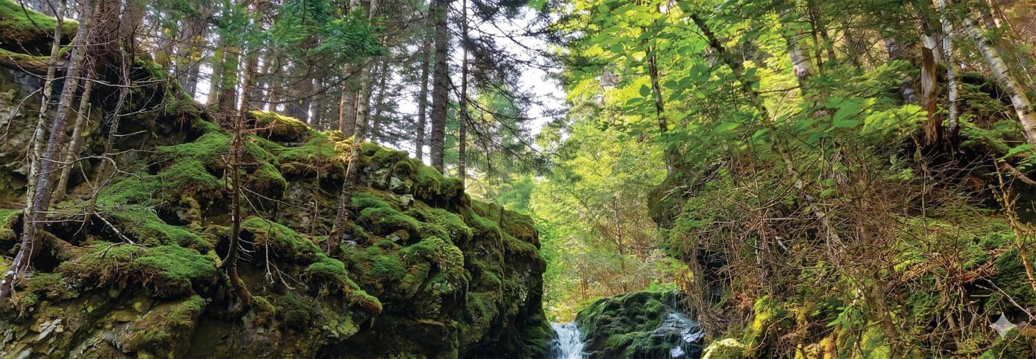 Wabanaki-Acadian Forest | Photo: Nashwaak Watershed Association Inc.
