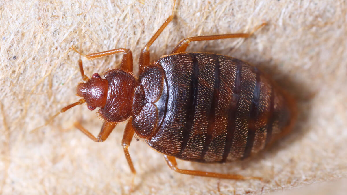 Bed Bug Control