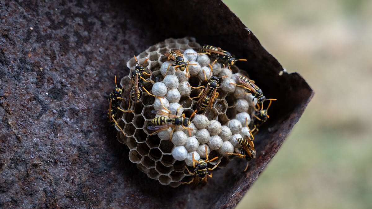 Wasp Control